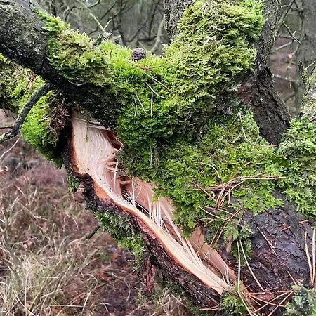 Secluded 60's - By Traum Vesterhede